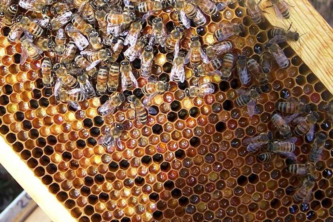 Робочі бджоли є ким? Якої статі робочі бджоли? Склад бджолиної родини